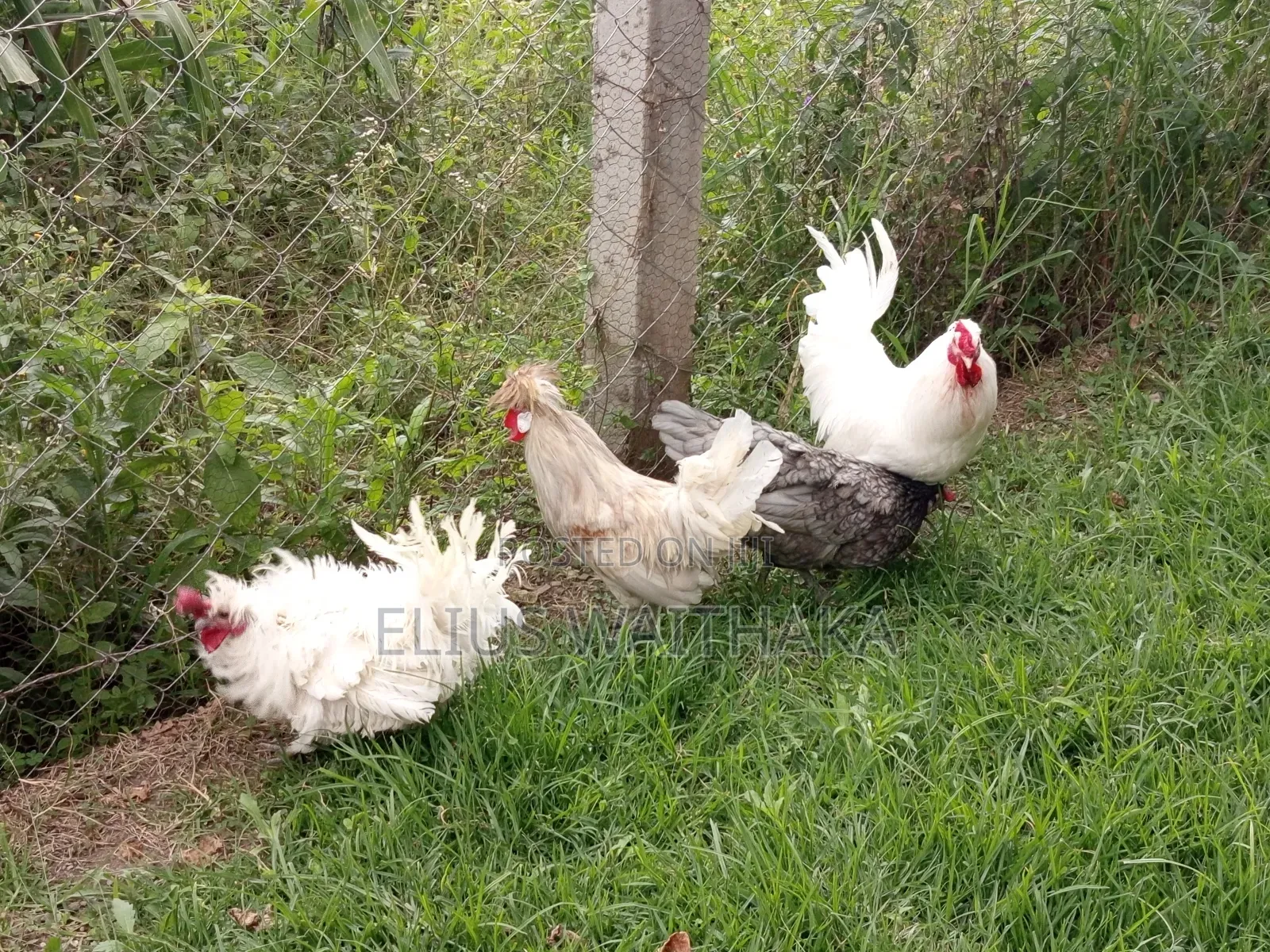 Polish, Frizzle ,Silkie Bantam
