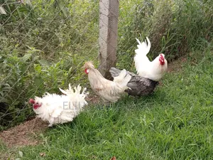 Polish, Frizzle ,Silkie Bantam