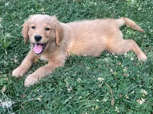 1-3 months Male Purebred Golden Retriever