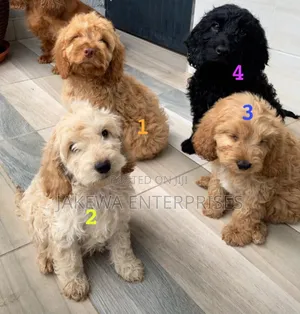 1-3 months Male Purebred Cockapoo