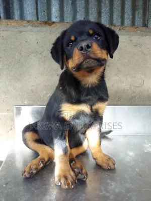 1-3 months Male Purebred Rottweiler
