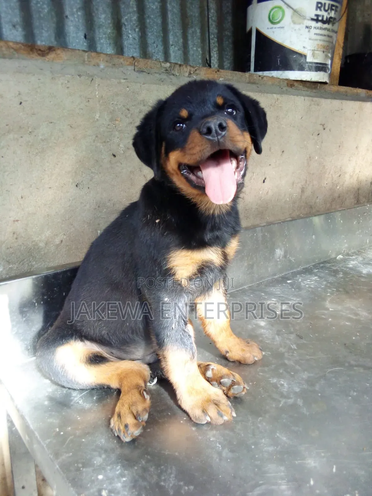 1-3 months Male Purebred Rottweiler