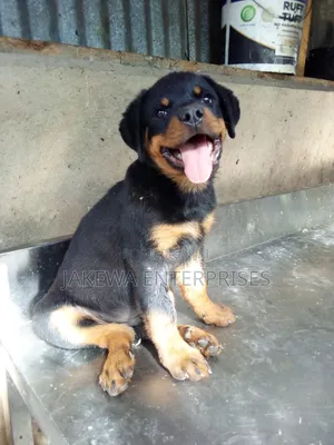 1-3 months Male Purebred Rottweiler