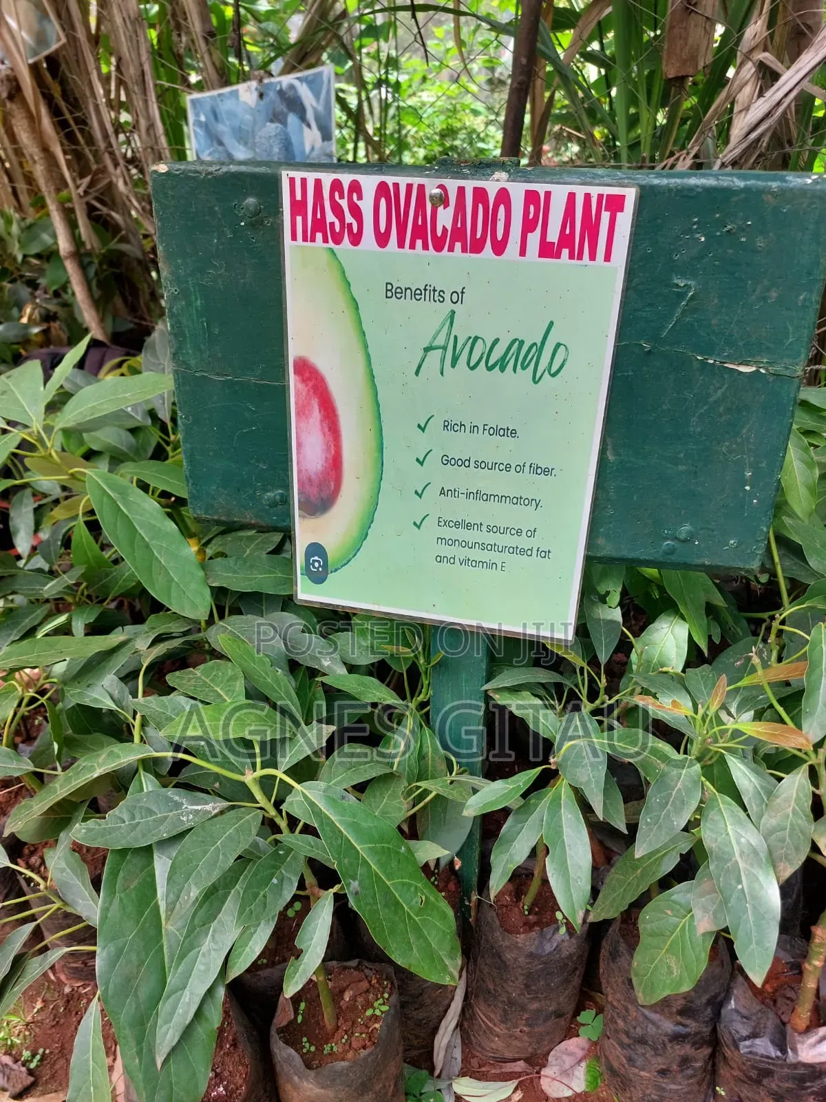 Hass Avocado Seedlings.