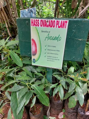Hass Avocado Seedlings.