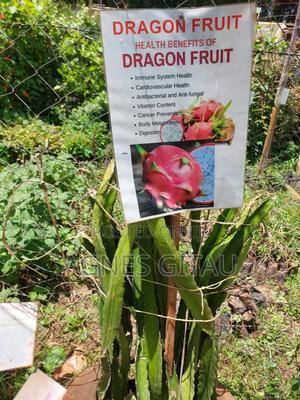 Dragon Fruit Seedlings . - main view