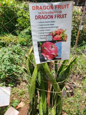 Dragon Fruit Seedlings .