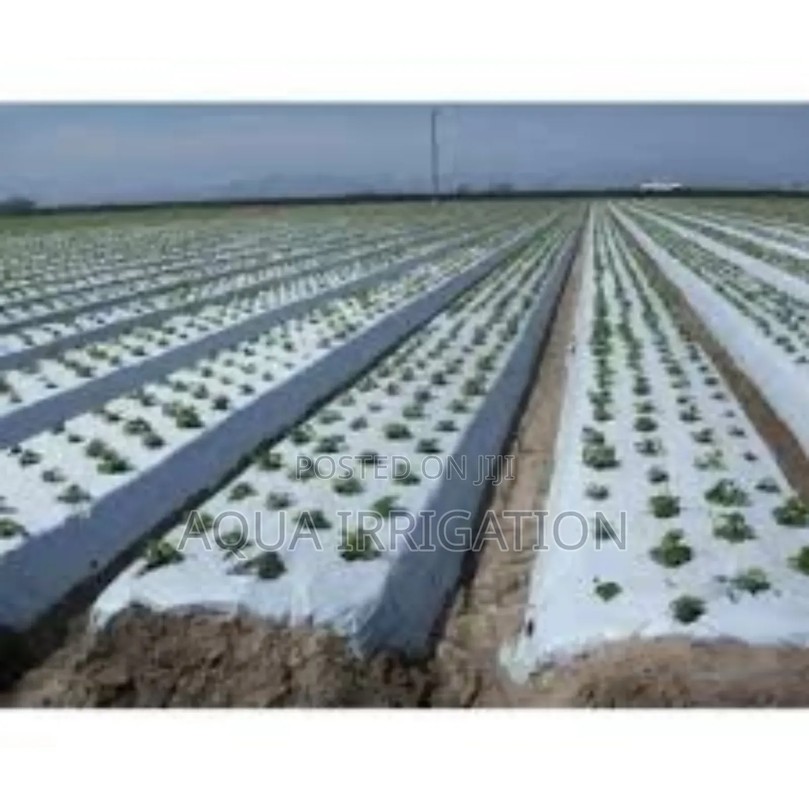 Enhancing Soil Health With Mulch Films