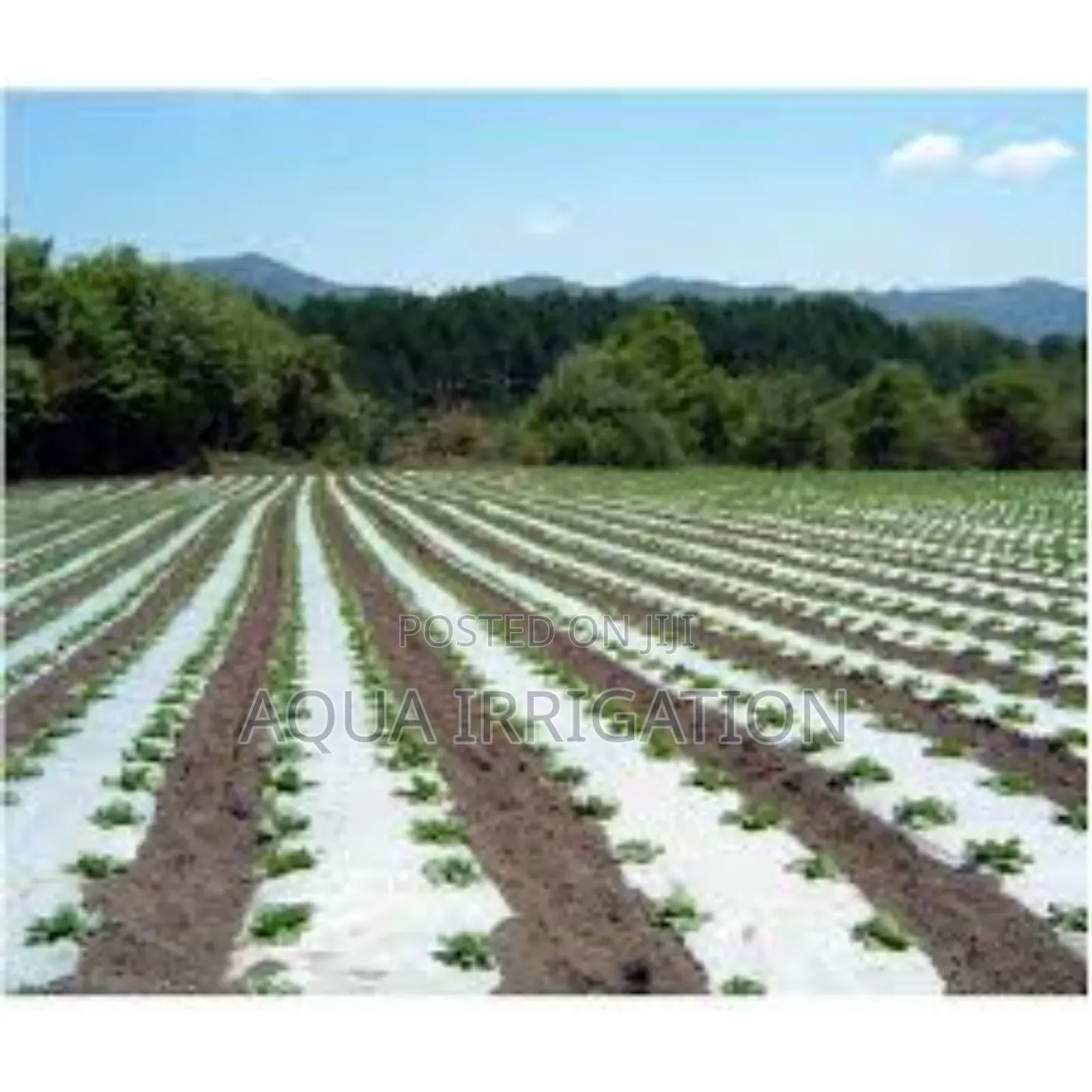 Weed Control Made Easy With Mulch Films