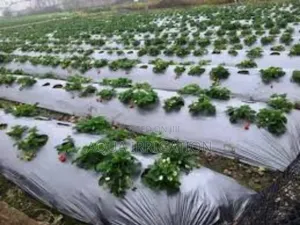 Maximizing Yield With Mulch Film Technology