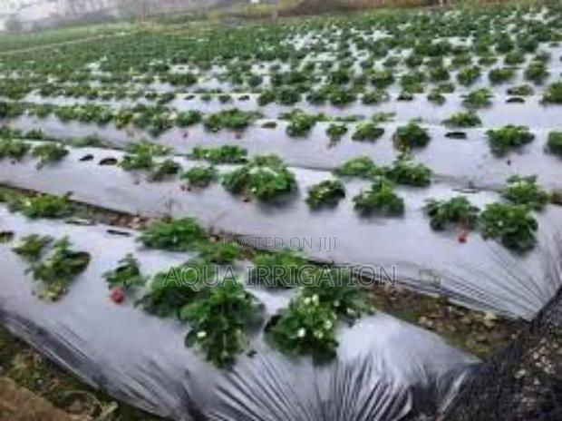 Maximizing Yield With Mulch Film Technology