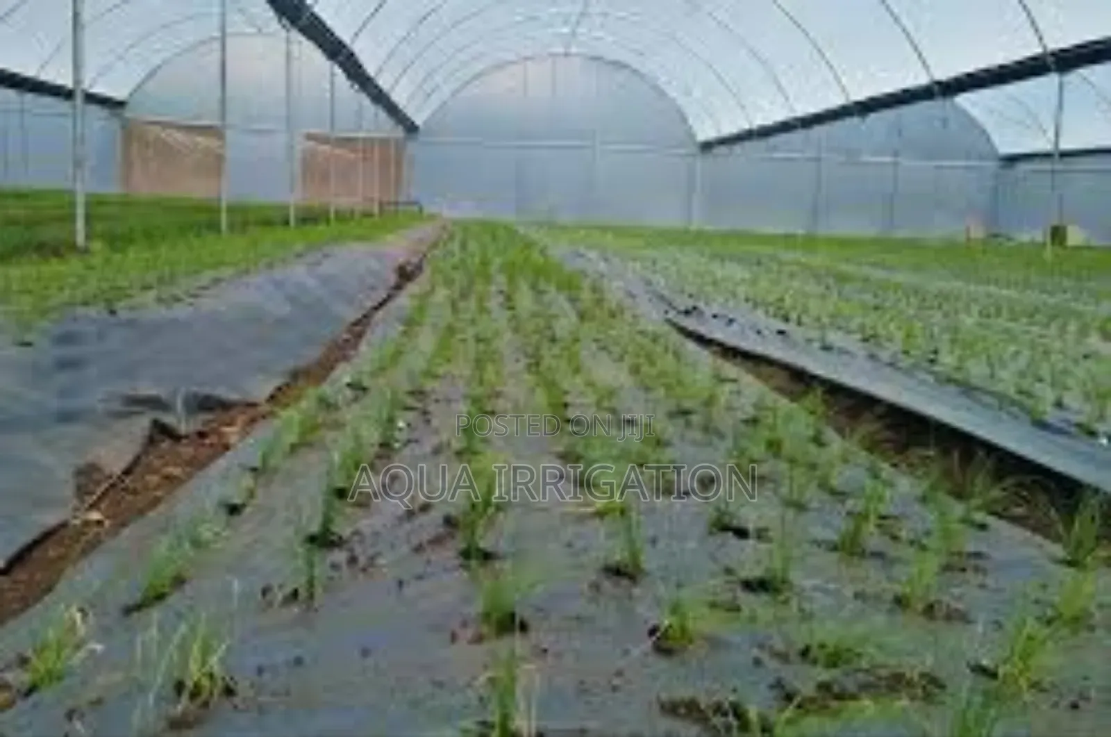 Eco-Friendly Mulch Films for Sustainable Farming