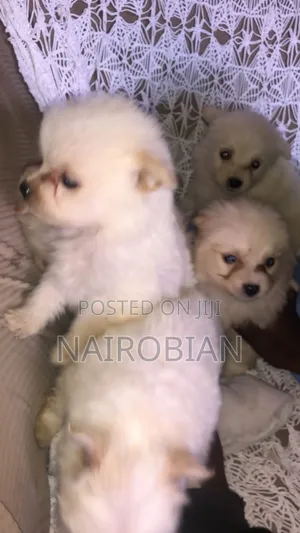 1-3 months Male Purebred Japanese Spitz