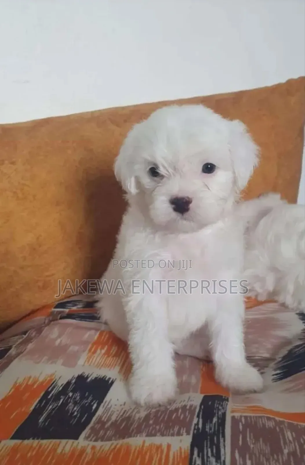 1-3 months Female Purebred Havanese