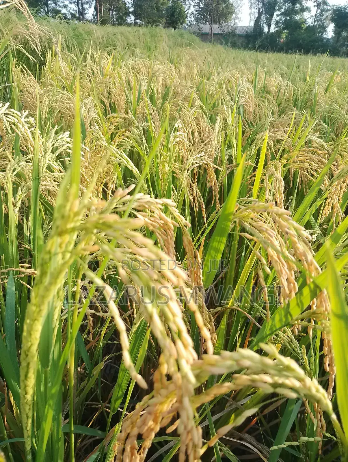 A Fertile Rice Paddy in Mwea Mutithi