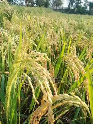 A Fertile Rice Paddy in Mwea Mutithi