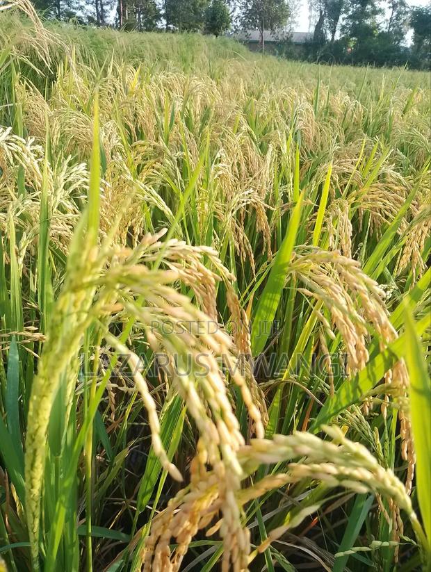 A Fertile Rice Paddy in Mwea Mutithi - main view