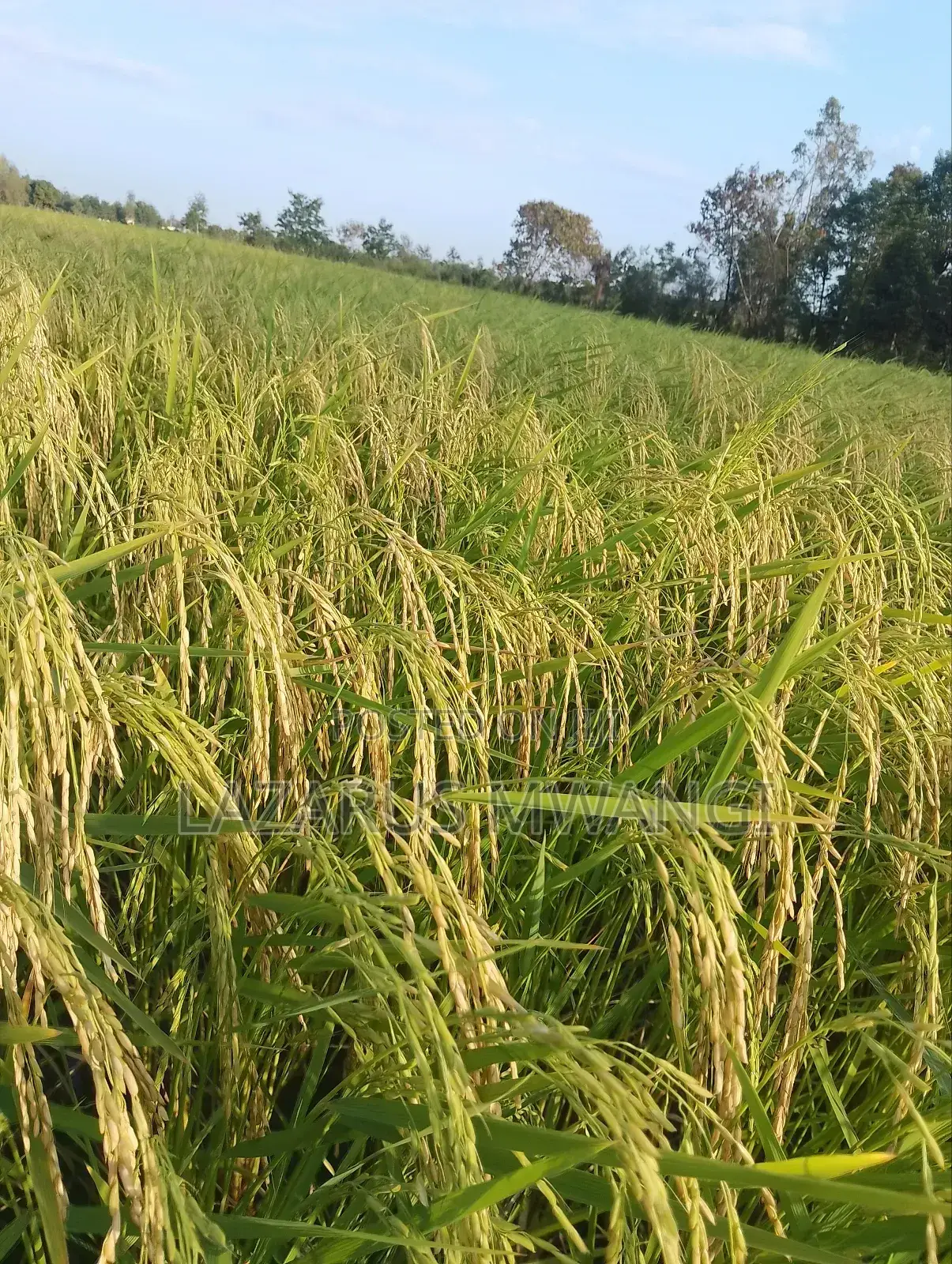 A Fertile Rice Paddy in Mwea Mutithi