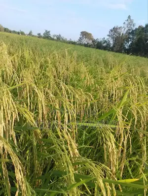 A Fertile Rice Paddy in Mwea Mutithi