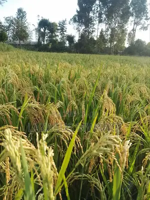 A Fertile Rice Paddy in Mwea Mutithi