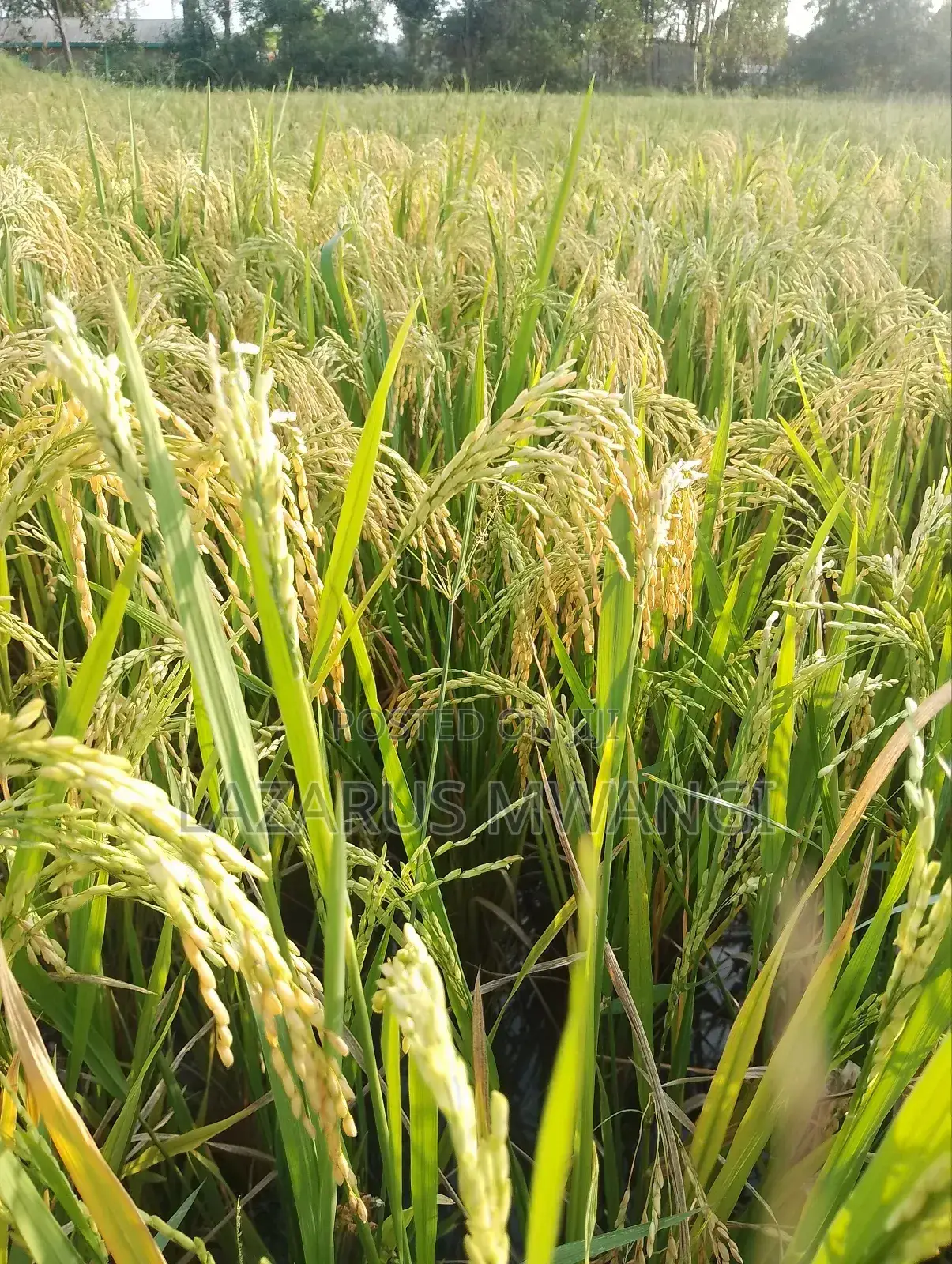 A Fertile Rice Paddy in Mwea Mutithi