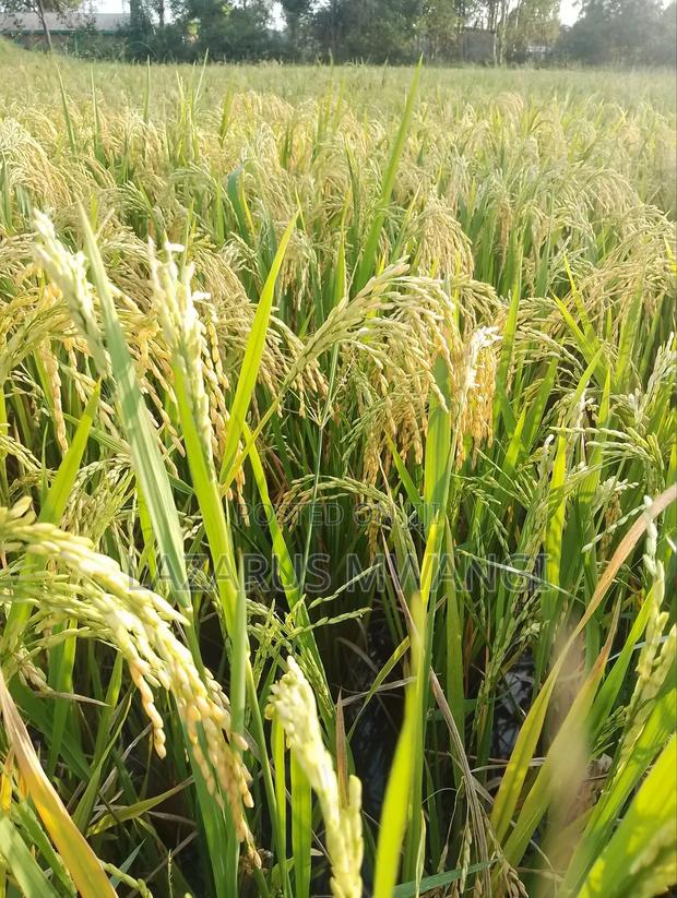 A Fertile Rice Paddy in Mwea Mutithi - thumbnail 4