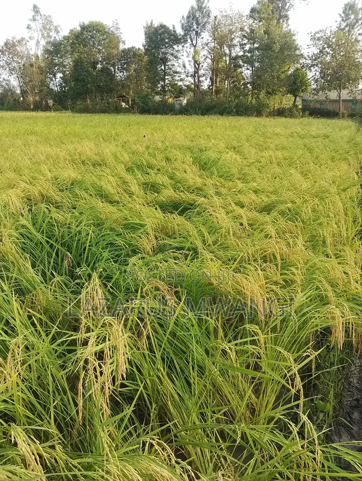 A Fertile Rice Paddy in Mwea Mutithi