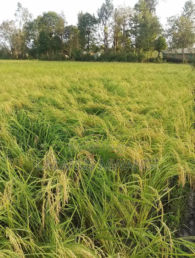A Fertile Rice Paddy in Mwea Mutithi - thumbnail 5