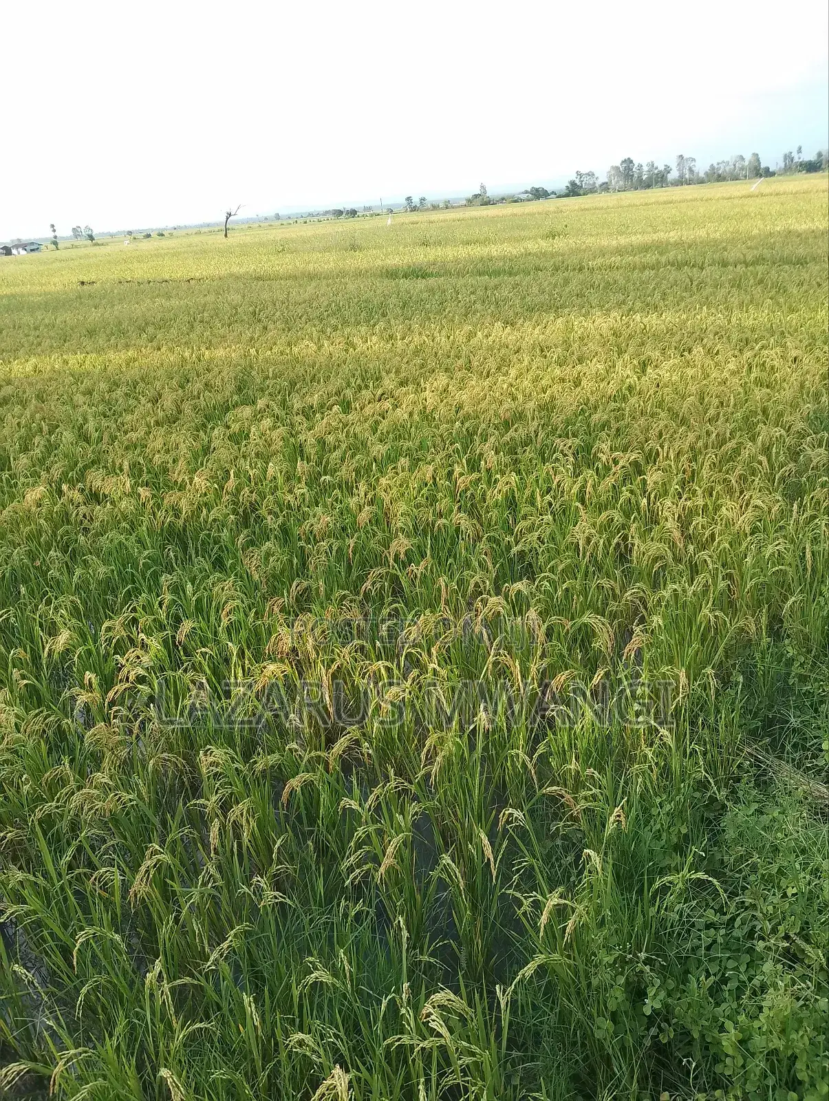 A Fertile Rice Paddy in Mwea Mutithi