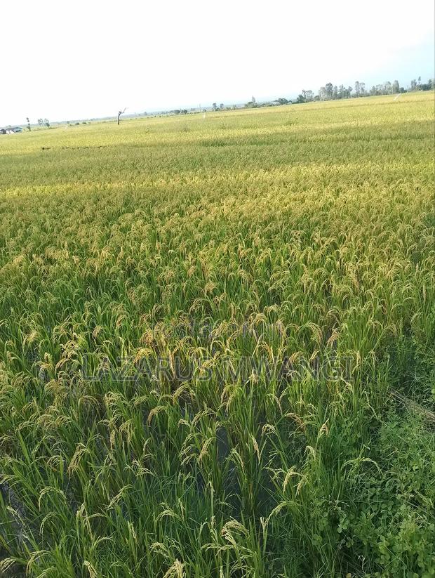 A Fertile Rice Paddy in Mwea Mutithi - thumbnail 6