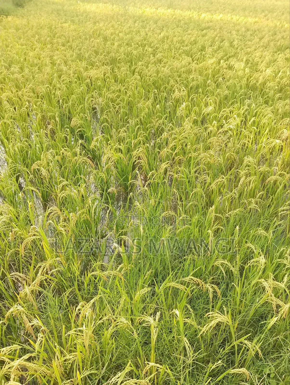A Fertile Rice Paddy in Mwea Mutithi
