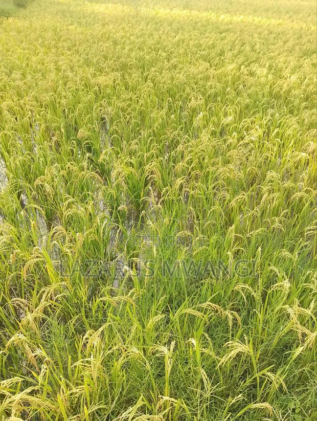 A Fertile Rice Paddy in Mwea Mutithi - thumbnail 7
