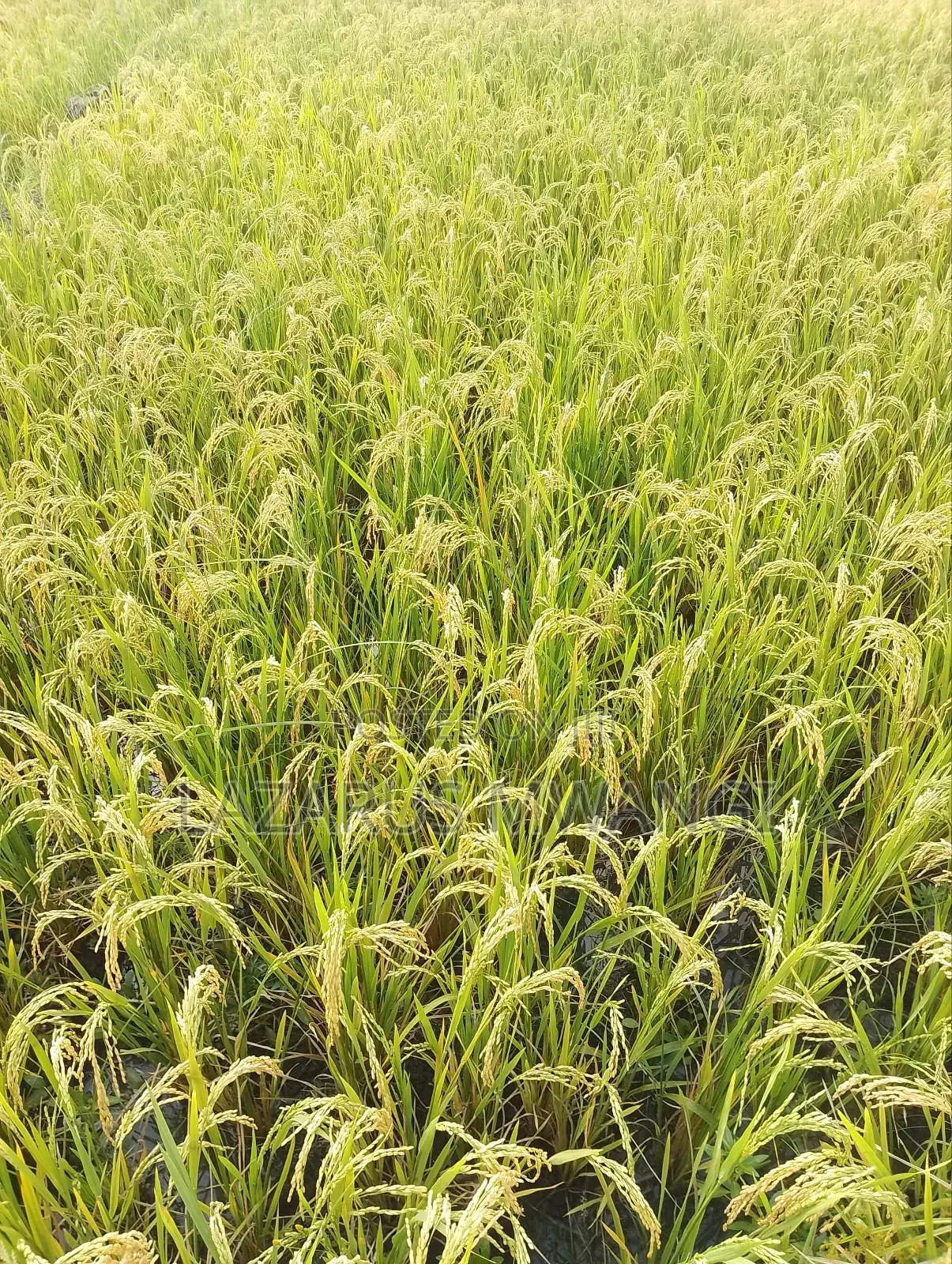 A Fertile Rice Paddy in Mwea Mutithi