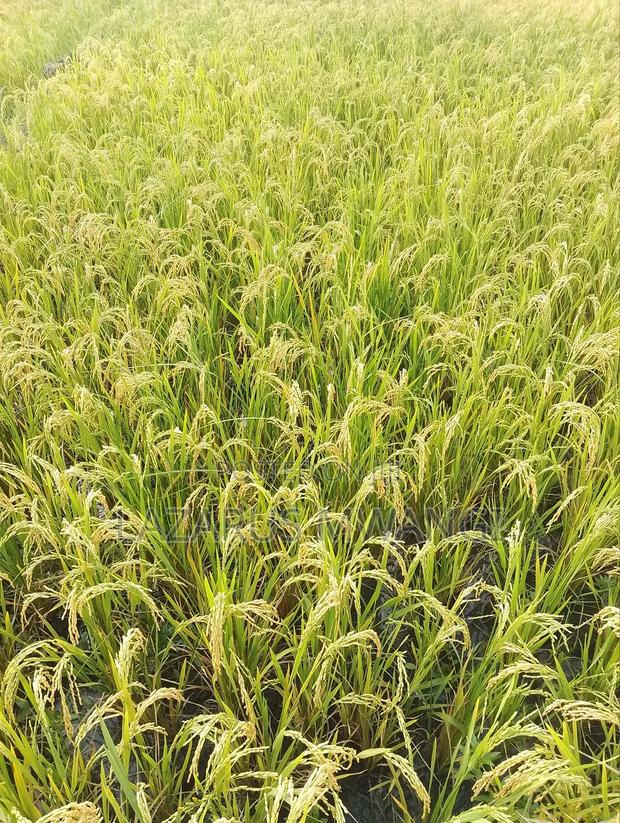 A Fertile Rice Paddy in Mwea Mutithi - thumbnail 8