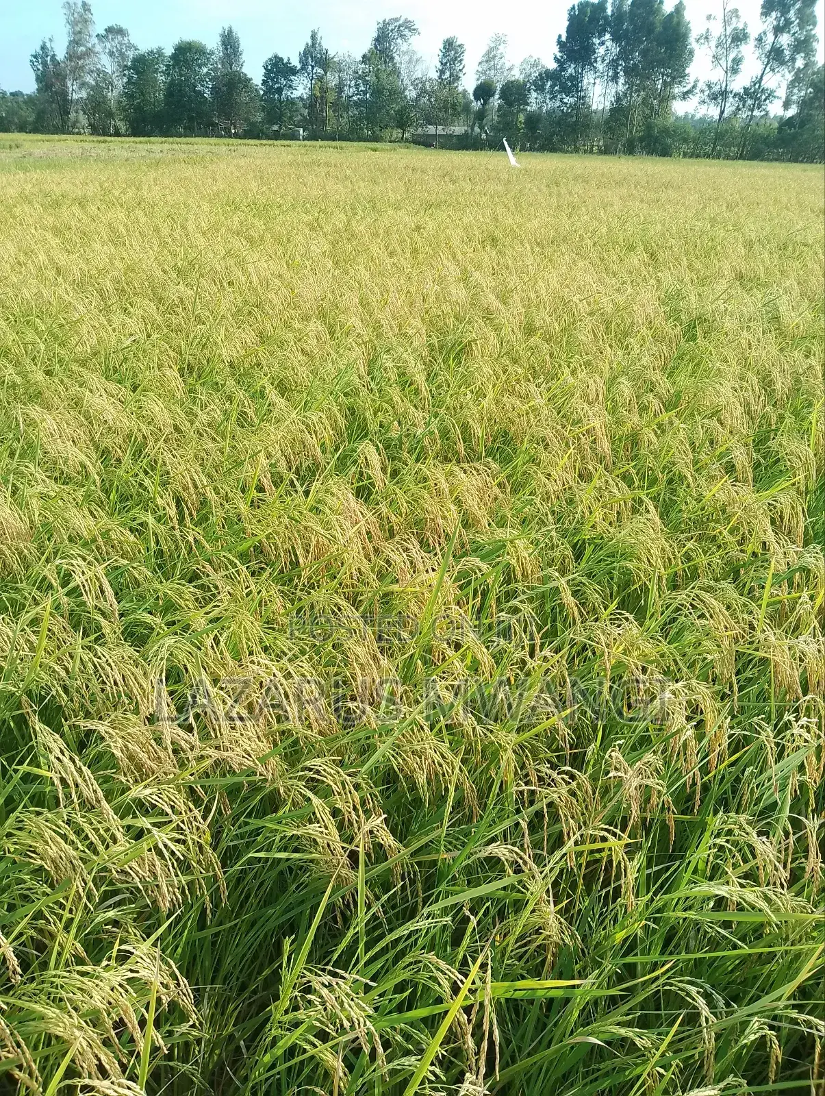 A Fertile Rice Paddy in Mwea Mutithi