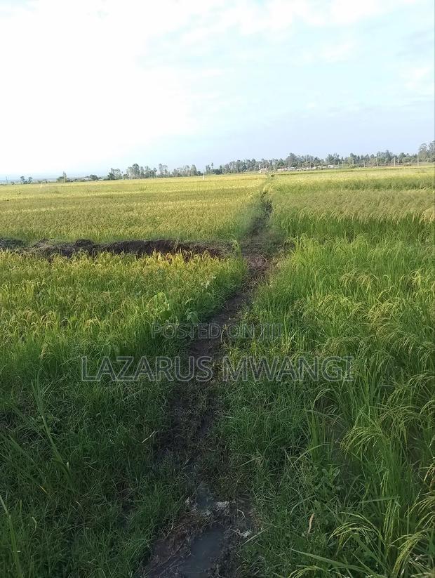A Fertile Rice Paddy in Mwea Mutithi - thumbnail 10