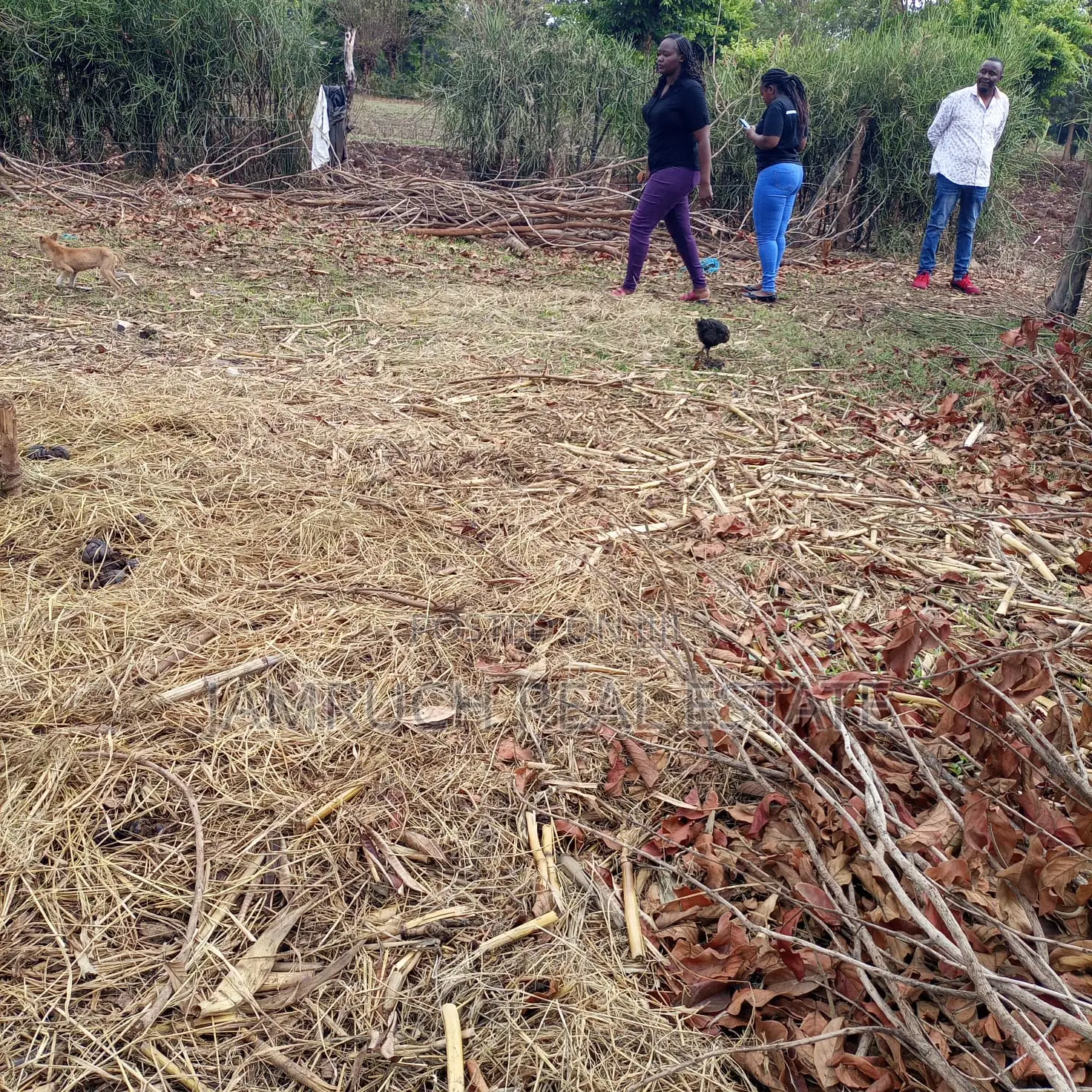 Kirinyaga County Prime 50x100plots in Makutano (Mwea) PI