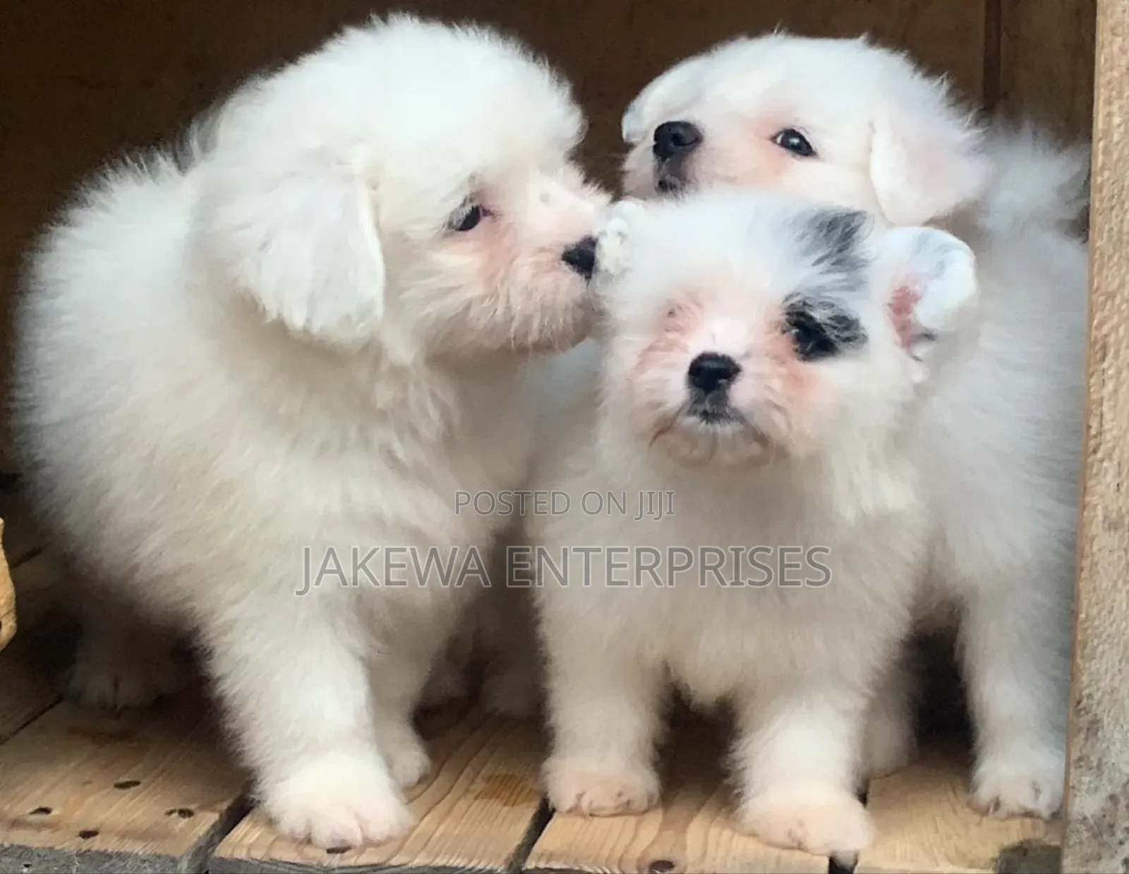 1-3 months Male Purebred Havanese