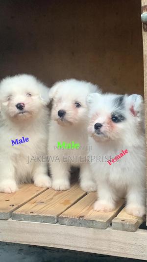 3-6 months Female Purebred Havanese - thumbnail 2