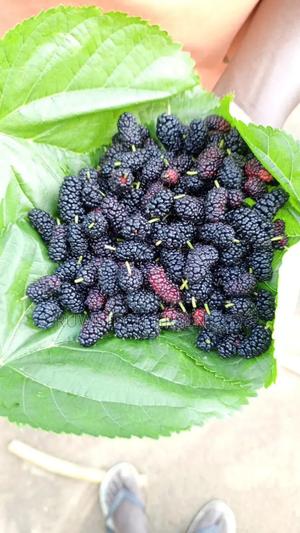 Mulberry Seedlings/Cuttings - main view