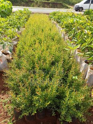 Giant Pomegranates For Sale - thumbnail 2