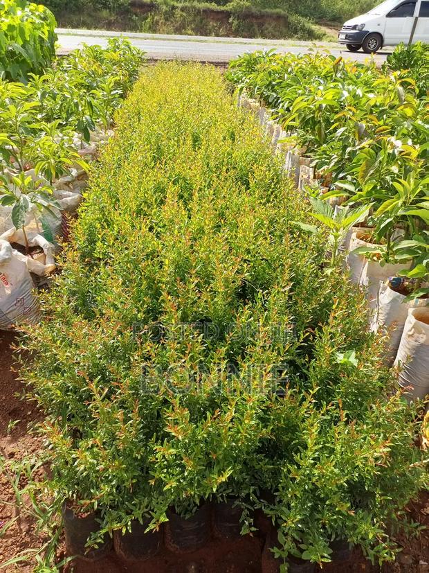 Giant Pomegranates For Sale - main view