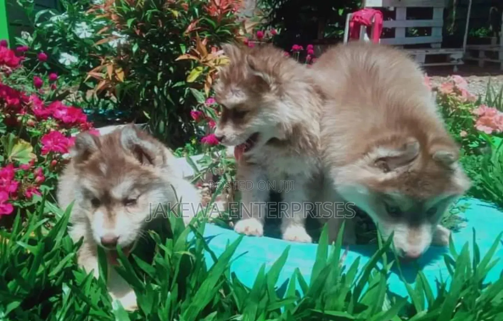 1-3 months Male Purebred Siberian Husky