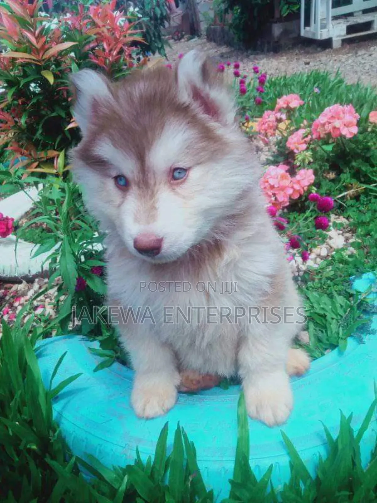 1-3 months Male Purebred Siberian Husky