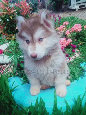 1-3 months Male Purebred Siberian Husky
