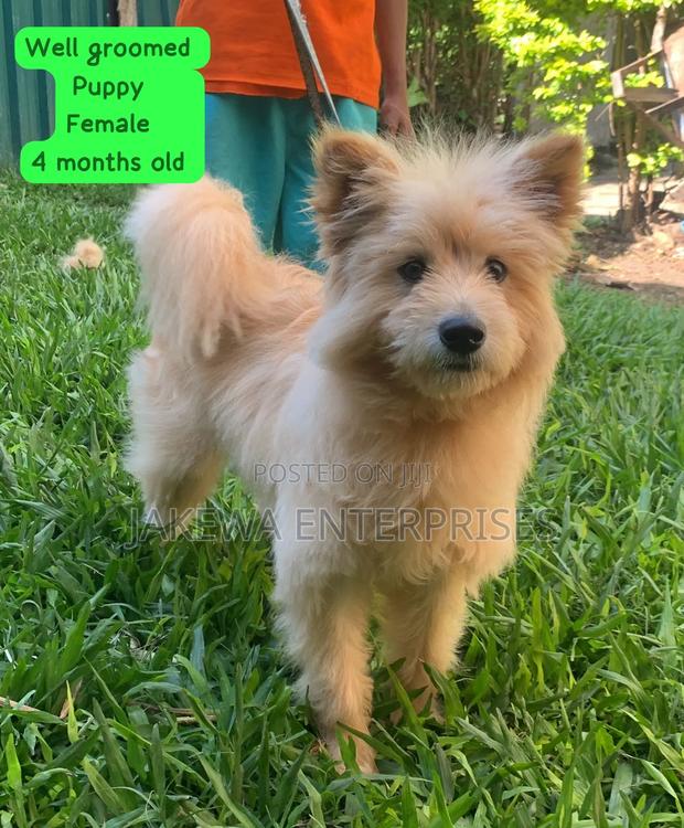 3-6 months Female Purebred Japanese Spitz - main view