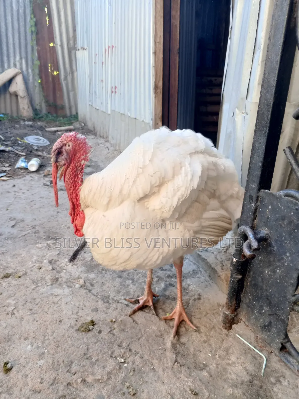 Turkeys for Sale