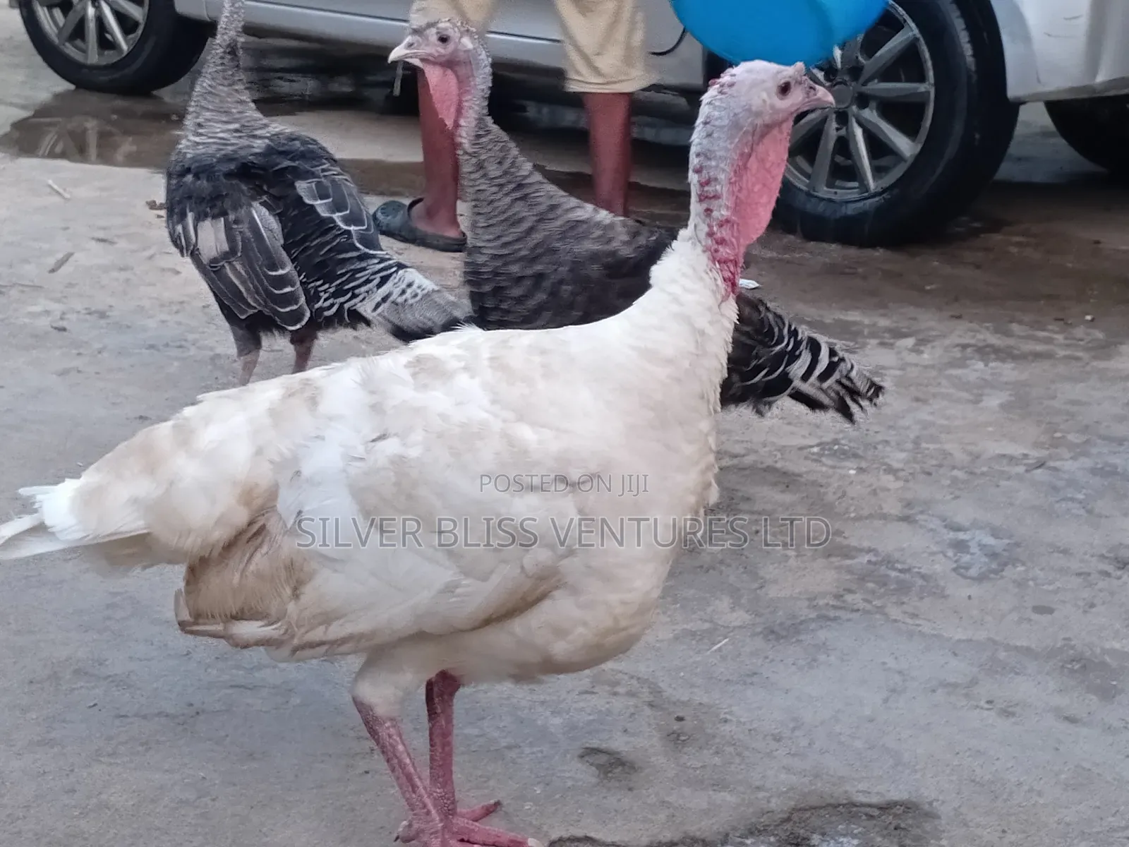 Turkeys for Sale