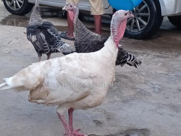 Turkeys for Sale - thumbnail 7