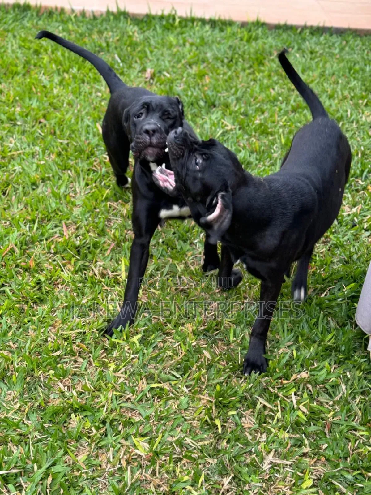 6-12 months Female Purebred Cane Corso